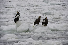 Image of Steller's Sea Eagle