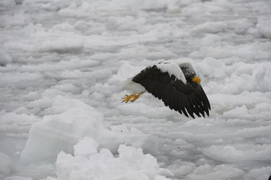 Image of Steller's Sea Eagle