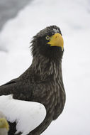 Image of Steller's Sea Eagle