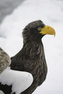 Image of Steller's Sea Eagle