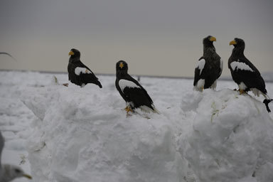 Image of Steller's Sea Eagle