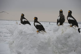 Image of Steller's Sea Eagle