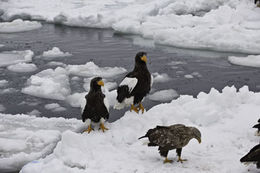 Image of Steller's Sea Eagle