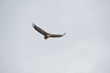 Image of White-tailed Eagle