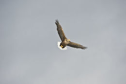 Image of White-tailed Eagle