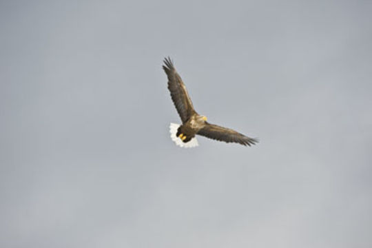 Image of White-tailed Eagle