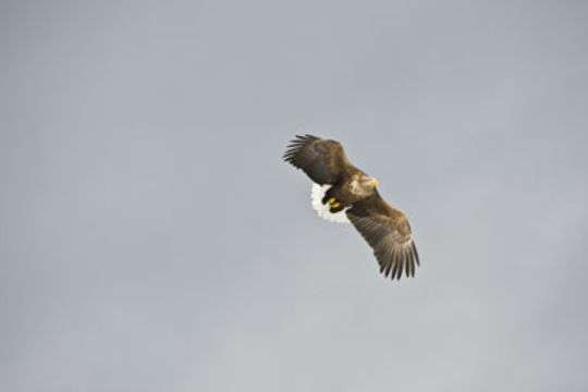 Image of White-tailed Eagle