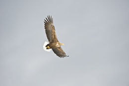 Image of White-tailed Eagle