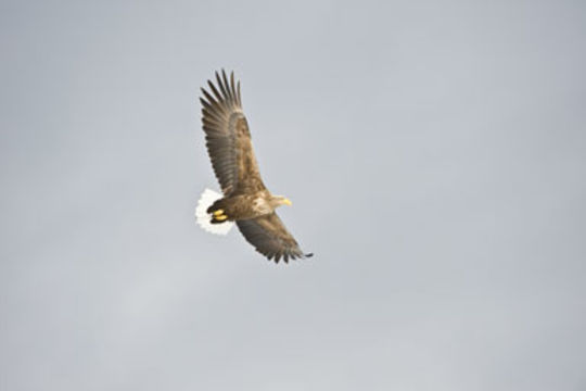 Image of White-tailed Eagle