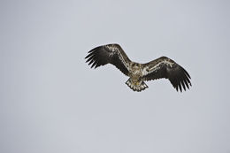 Image of White-tailed Eagle