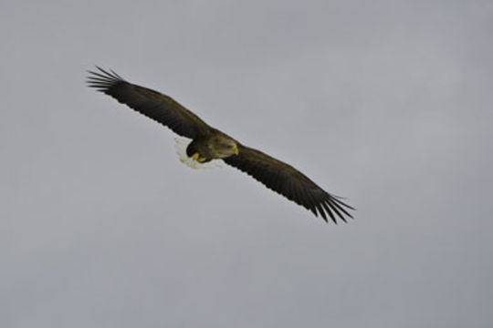 Image of White-tailed Eagle