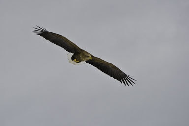 Image of White-tailed Eagle