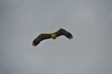 Image of White-tailed Eagle