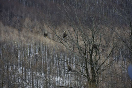 Image of White-tailed Eagle