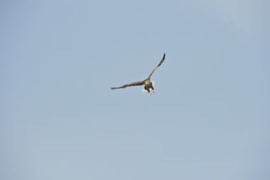 Image of White-tailed Eagle