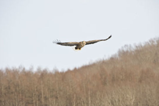 Image of White-tailed Eagle