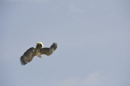 Image of White-tailed Eagle