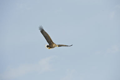 Image of White-tailed Eagle