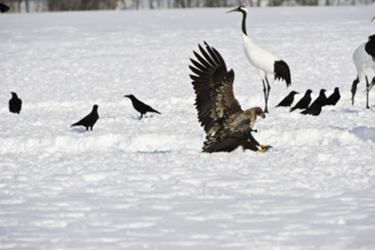 Image of White-tailed Eagle