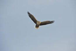 Image of White-tailed Eagle