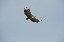 Image of White-tailed Eagle