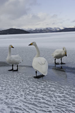 Image de Cygne chanteur