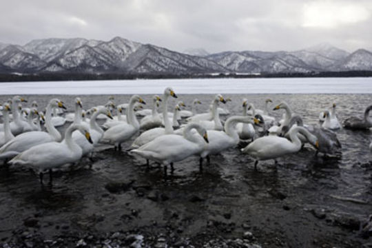 Image de Cygne chanteur