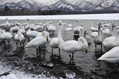 Image de Cygne chanteur