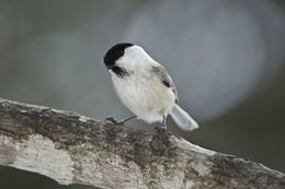 Image of Willow Tit