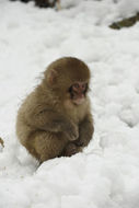 Image de Macaque Japonais