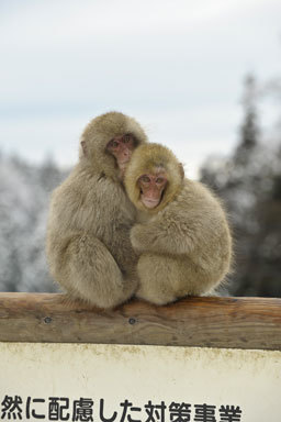 Image de Macaque Japonais