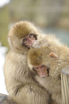 Image de Macaque Japonais