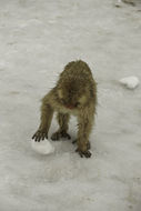 Image de Macaque Japonais