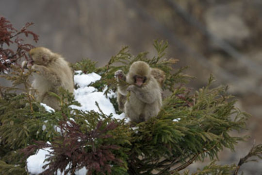 Image de Macaque Japonais