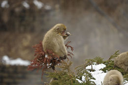 Image de Macaque Japonais