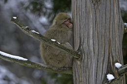 Image de Macaque Japonais