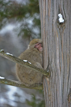 Image de Macaque Japonais