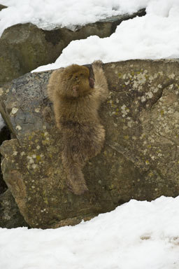 Image de Macaque Japonais