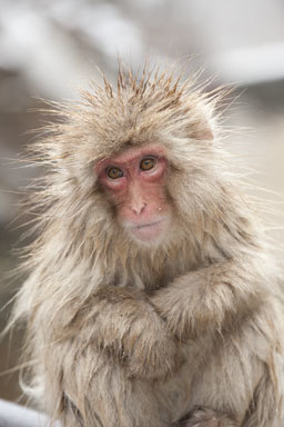 Image de Macaque Japonais