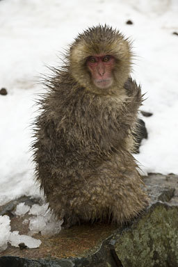 Image de Macaque Japonais