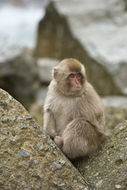 Image de Macaque Japonais