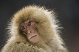 Image of Japanese Macaque