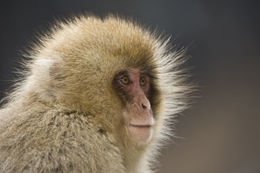 Image of Japanese Macaque