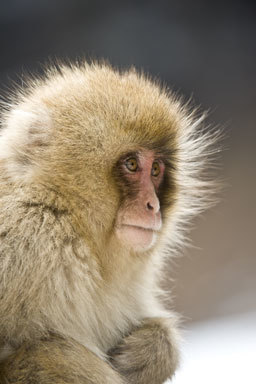 Image of Japanese Macaque