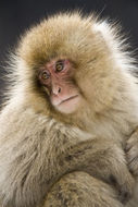 Image of Japanese Macaque