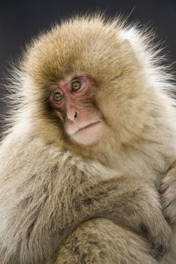 Image of Japanese Macaque