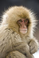 Image of Japanese Macaque