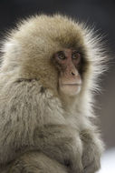 Image of Japanese Macaque