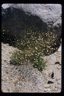 Image of Mojave Sandwort