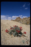 Image of scarlet milkvetch